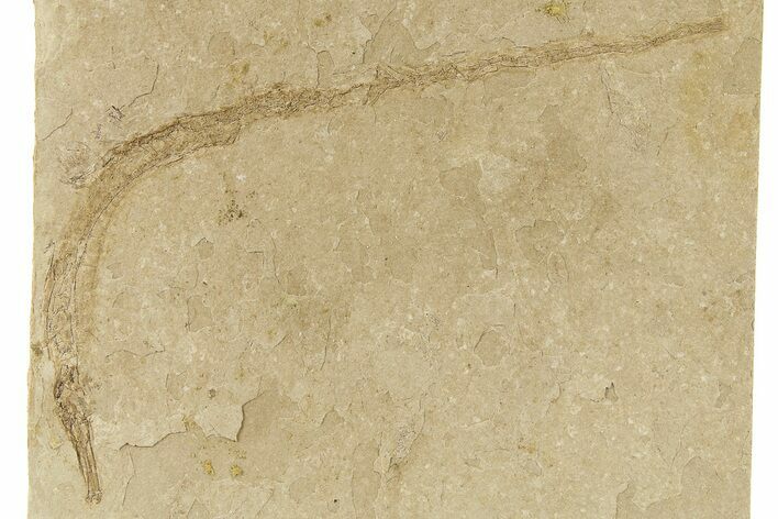 Fossil Pipefish (Hipposyngnathus) Pos/Neg - California #275042